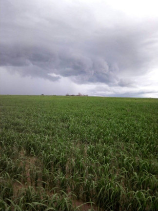 Imagem Fazenda à Venda,  em Poxoréo