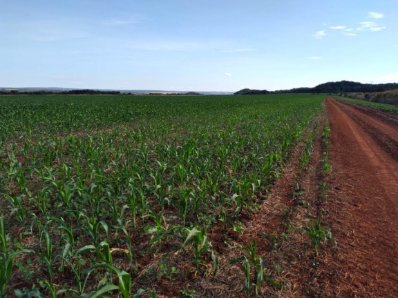 Imagem Fazenda à Venda, 776 m² em Rural - Guia Lopes Da Laguna Imagem Fazenda à Venda, 776 m² em Rural - Guia Lopes Da Laguna