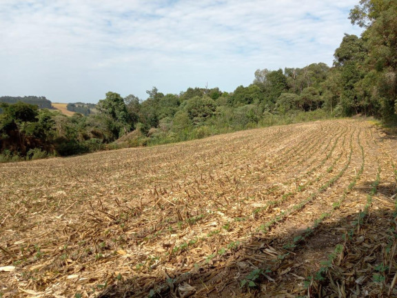 Imagem Imóvel com 3 Quartos à Venda, 130.000 m² em Cantagalo - Antônio Olinto