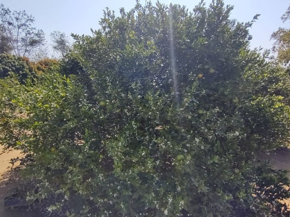 Imagem Chácara com 3 Quartos à Venda, 5.800 m² em Taiacupeba - Mogi Das Cruzes Imagem Chácara com 3 Quartos à Venda, 5.800 m² em Taiacupeba - Mogi Das Cruzes
