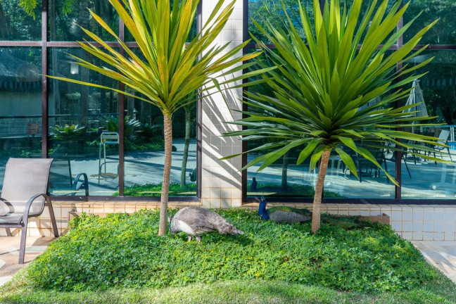 Imagem Cobertura com 4 Quartos à Venda, 305 m² em Panamby - São Paulo Imagem Cobertura com 4 Quartos à Venda, 305 m² em Panamby - São Paulo