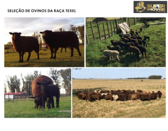 Imagem Imóvel com 3 Quartos à Venda, 25.000.000 m² em Prado - Santana Do Livramento