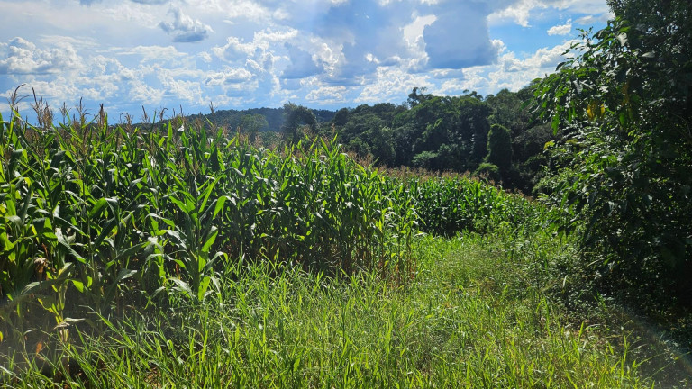 Fazenda à Venda, 36.400 m² em Zona Rural - Catanduvas Do Sul