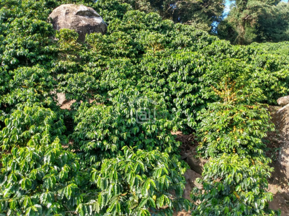 Imagem Imóvel à Venda, 1 m² em Souza Lima - Poços De Caldas