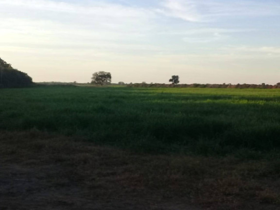Imagem Fazenda à Venda,  em Serra Nova Dourada