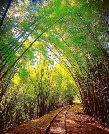 Imagem Chácara com 3 Quartos à Venda, 4.000 m² em Biriricas - Domingos Martins