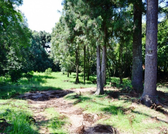 Imagem Imóvel com 4 Quartos à Venda,  em Piá - Nova Petrópolis