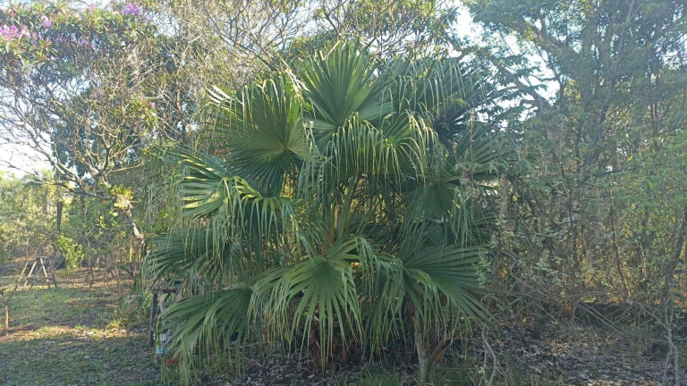 Imagem Chácara com 3 Quartos à Venda, 2 m² em Bairro Do Cercado - Araçoiaba Da Serra Imagem Chácara com 3 Quartos à Venda, 2 m² em Bairro Do Cercado - Araçoiaba Da Serra