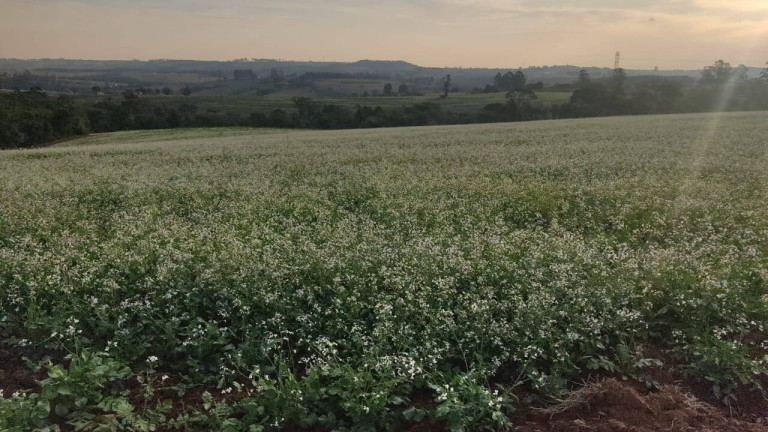 Fazenda à Venda, 1 m² em Morro Alto - Itapetininga