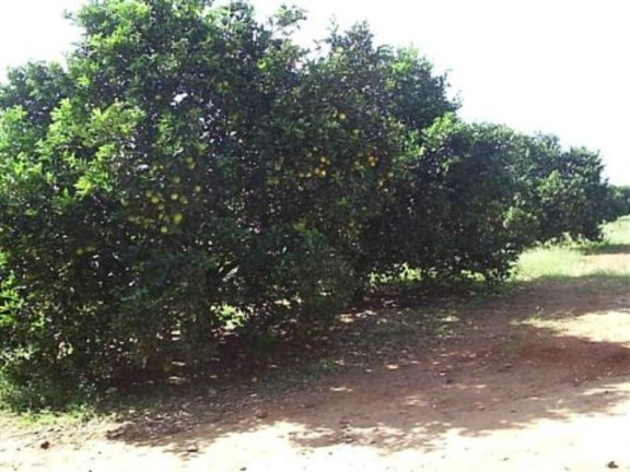 Imagem Imóvel à Venda, 132.000 m² em Parada - Artur Nogueira Imagem Imóvel à Venda, 132.000 m² em Parada - Artur Nogueira