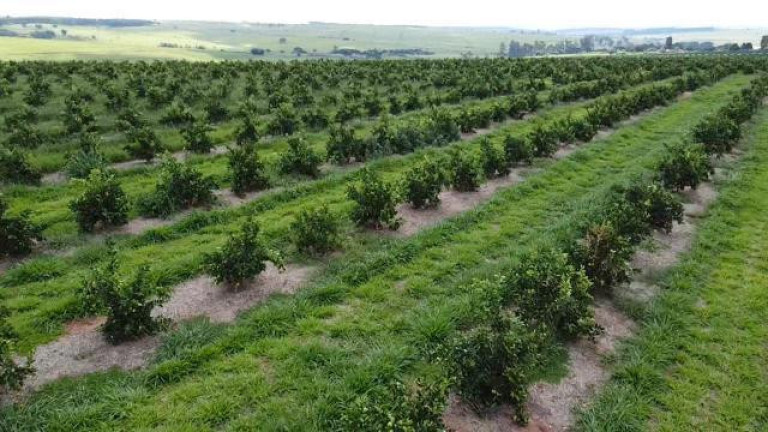 Imagem Fazenda à Venda, 121 m² em Rio Pardo - águas De Santa Bárbara