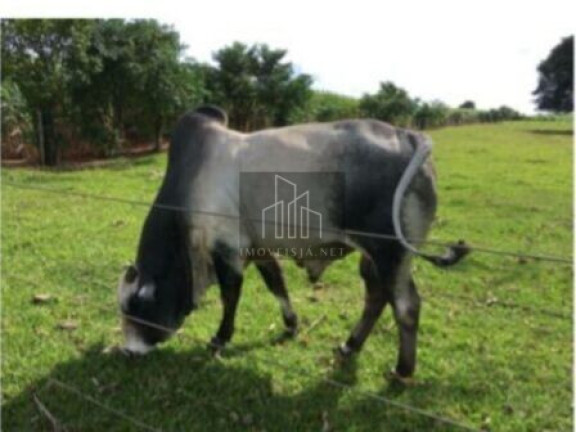 Imagem Imóvel com 5 Quartos à Venda, 350.000 m² em Jardim Lucila - Tatuí