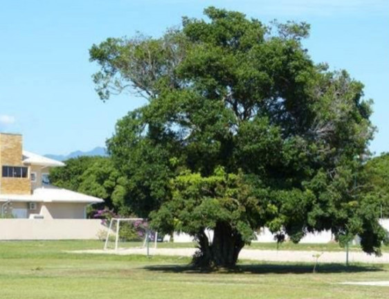 Imagem Terreno à Venda, 586 m² em Campeche - Florianópolis Imagem Terreno à Venda, 586 m² em Campeche - Florianópolis