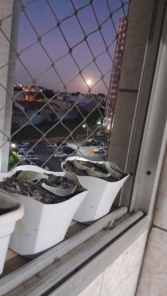 Imagem Apartamento com 3 Quartos à Venda, 69 m² em Jardim Do Estádio - Santo André Imagem Apartamento com 3 Quartos à Venda, 69 m² em Jardim Do Estádio - Santo André