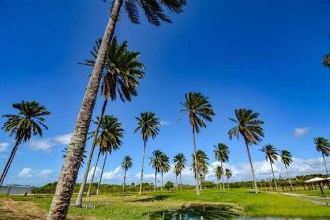 Terreno à Venda, 462 m² em Acupe - Santo Amaro