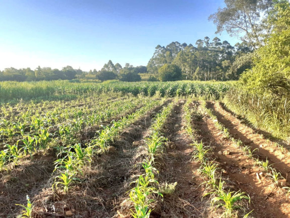 Imagem Chácara com 4 Quartos à Venda, 130.000 m² em Linha Santa Cruz - Santa Cruz Do Sul Imagem Chácara com 4 Quartos à Venda, 130.000 m² em Linha Santa Cruz - Santa Cruz Do Sul