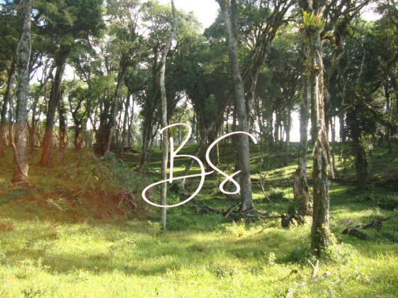Imagem Terreno à Venda, 50.000 m² em Linha Bonita - Gramado Imagem Terreno à Venda, 50.000 m² em Linha Bonita - Gramado