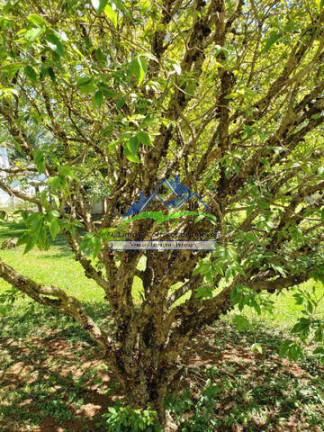 Imagem Chácara com 3 Quartos à Venda, 5.000 m² em Campo Novo - Bragança Paulista Imagem Chácara com 3 Quartos à Venda, 5.000 m² em Campo Novo - Bragança Paulista