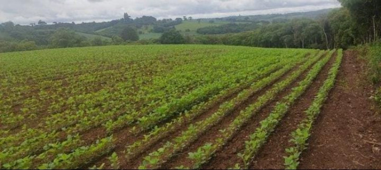Imagem Chácara à Venda, 1 m² em Colônia Balbino Cunha - Campo Largo Imagem Chácara à Venda, 1 m² em Colônia Balbino Cunha - Campo Largo