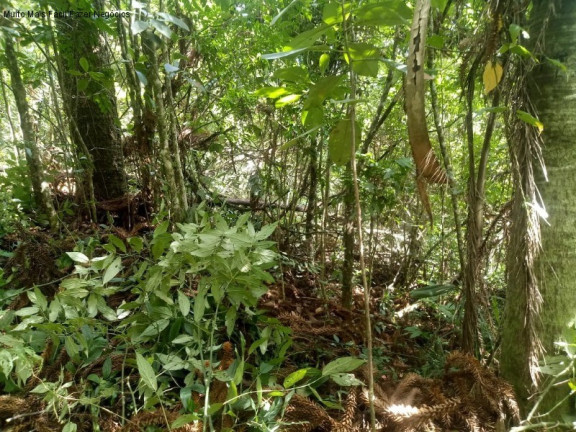 Imagem Terreno à Venda, 225.000 m² em Arroio Paixão - Nova Petrópolis Imagem Terreno à Venda, 225.000 m² em Arroio Paixão - Nova Petrópolis