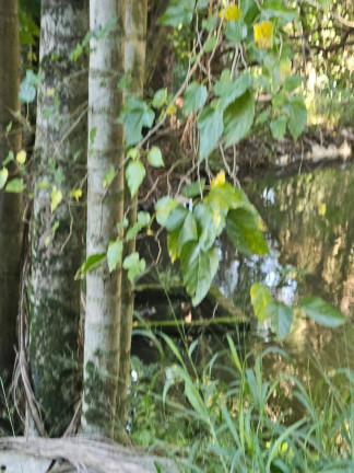 Imagem Chácara com 3 Quartos à Venda, 2 m² em Arapongas Imagem Chácara com 3 Quartos à Venda, 2 m² em Arapongas