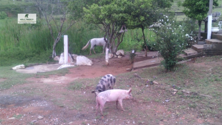 Imagem Fazenda à Venda, 5.000 m² em Planalto Verde - São Roque Imagem Fazenda à Venda, 5.000 m² em Planalto Verde - São Roque