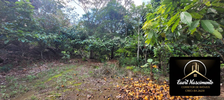 Imagem Fazenda à Venda, 8 m² em Zona Rural - Ubaitaba Imagem Fazenda à Venda, 8 m² em Zona Rural - Ubaitaba