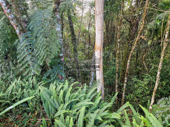 Imagem Terreno à Venda, 1 m² em Alto Capivari - Campos Do Jordão Imagem Terreno à Venda, 1 m² em Alto Capivari - Campos Do Jordão