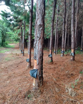 Imagem Imóvel com 12 Quartos à Venda, 24.200.000 m² em Jardim Europa - Itapeva Imagem Imóvel com 12 Quartos à Venda, 24.200.000 m² em Jardim Europa - Itapeva
