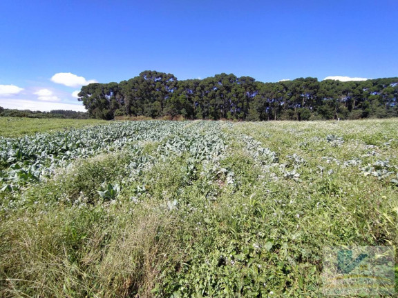 Imagem Terreno à Venda, 43.000 m² em Campo Largo Da Roseira - São José Dos Pinhais Imagem Terreno à Venda, 43.000 m² em Campo Largo Da Roseira - São José Dos Pinhais