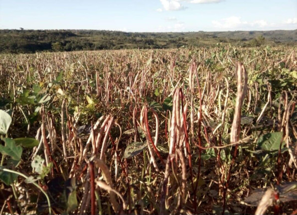 Imagem Fazenda à Venda,  em Poxoréo
