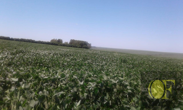 Imagem Fazenda à Venda, 793 m² em Rural - Ivinhema Imagem Fazenda à Venda, 793 m² em Rural - Ivinhema