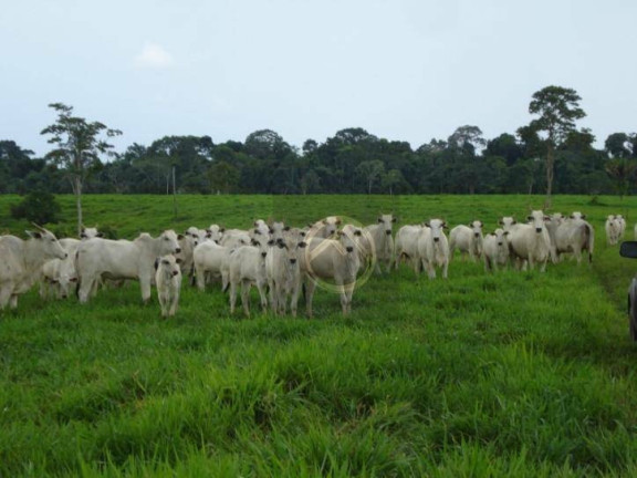 Fazenda à Venda, 8.736.200 m² em Zona Vii - Umuarama