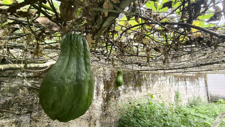 Imagem Chácara com 2 Quartos à Venda, 1.000 m² em Jardim Coronel - Itanhaém Imagem Chácara com 2 Quartos à Venda, 1.000 m² em Jardim Coronel - Itanhaém