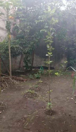 Imagem Sobrado com 2 Quartos à Venda, 200 m² em Jardim Adriana - Guarulhos Imagem Sobrado com 2 Quartos à Venda, 200 m² em Jardim Adriana - Guarulhos