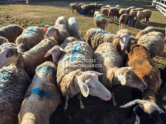 Imagem Chácara com 3 Quartos à Venda, 53.000 m² em Estrada Jardim - Itanhandu