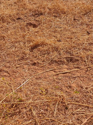 Imagem Fazenda à Venda, 202 m² em Zona Rural - Nova Crixás Imagem Fazenda à Venda, 202 m² em Zona Rural - Nova Crixás