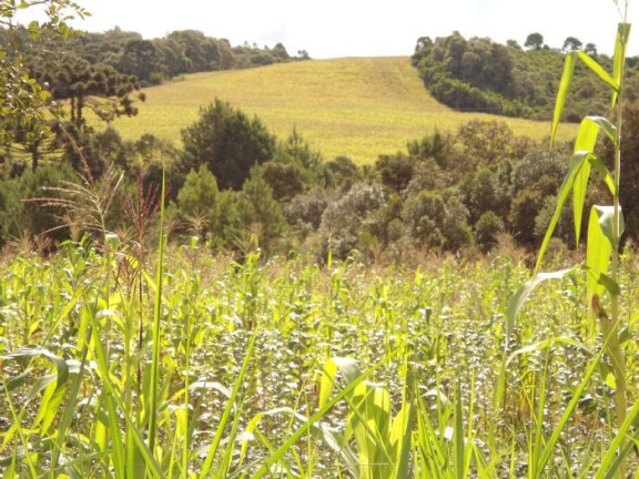 Imagem Imóvel com 5 Quartos à Venda, 420.000 m² em Nona Rural