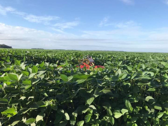 Imagem Imóvel com 3 Quartos à Venda, 47.000 m² em Zona Rural - Conceição Do Araguaia Imagem Imóvel com 3 Quartos à Venda, 47.000 m² em Zona Rural - Conceição Do Araguaia