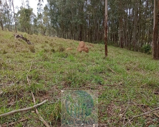 Imagem Imóvel com 2 Quartos à Venda, 150.000 m² em Rural - Jacuí Imagem Imóvel com 2 Quartos à Venda, 150.000 m² em Rural - Jacuí
