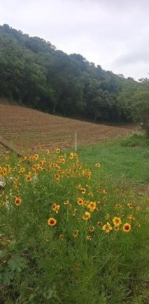 Imagem Terreno à Venda, em Ferrari - Campo Largo Imagem Terreno à Venda, em Ferrari - Campo Largo