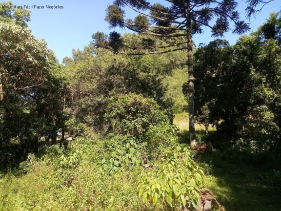 Imagem Terreno à Venda, 3.500 m² em Piá - Nova Petrópolis Imagem Terreno à Venda, 3.500 m² em Piá - Nova Petrópolis