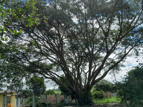 Imagem Chácara com 3 Quartos à Venda, em Cocaes - Sarapuí Imagem Chácara com 3 Quartos à Venda, em Cocaes - Sarapuí