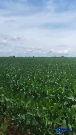 Imagem Fazenda à Venda, 27 m² em Zona Rural - Acreúna Imagem Fazenda à Venda, 27 m² em Zona Rural - Acreúna