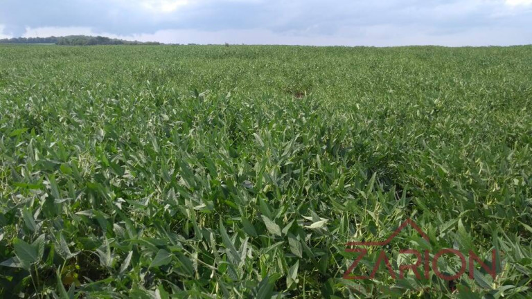 Imagem Fazenda à Venda, 13.000 m² em Jardim Paraíso - Naviraí