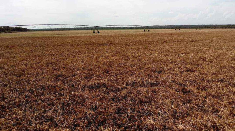 Imagem Fazenda à Venda, 510 m² em Zona Rural - Ipiranga Do Norte Imagem Fazenda à Venda, 510 m² em Zona Rural - Ipiranga Do Norte