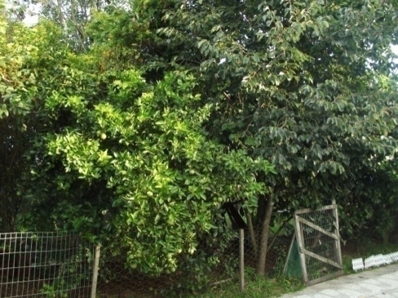 Imagem Casa com 4 Quartos à Venda, 2.000 m² em águas Claras - Viamão