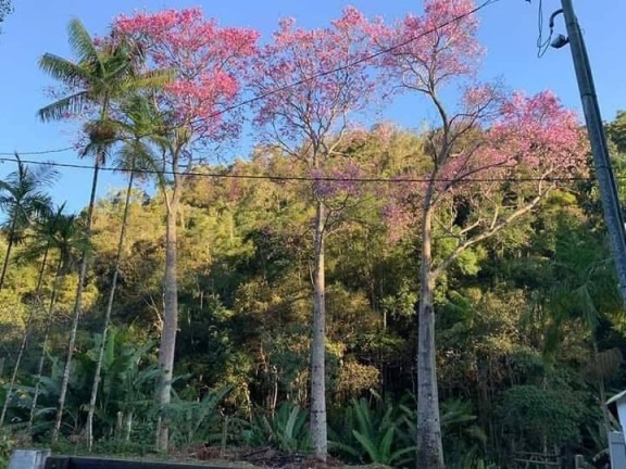 Imagem Chácara com 3 Quartos à Venda, 81 m² em Riograndina - Nova Friburgo