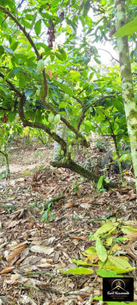 Imagem Fazenda à Venda, 8 m² em Zona Rural - Ubaitaba Imagem Fazenda à Venda, 8 m² em Zona Rural - Ubaitaba