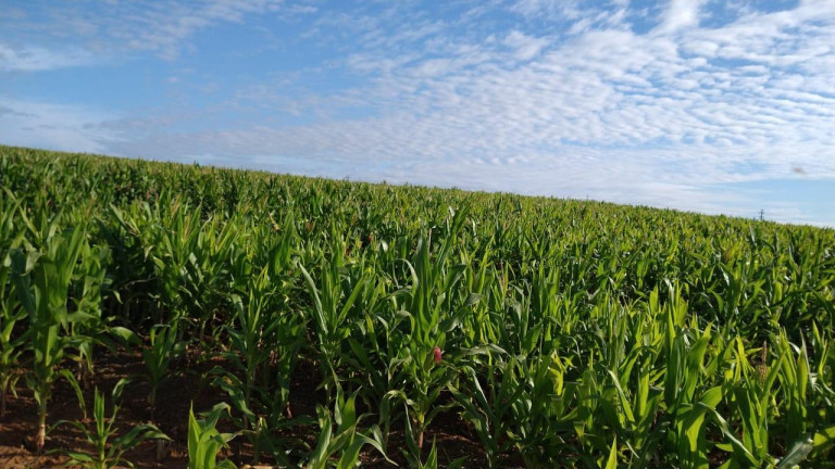Imagem Fazenda à Venda, 54 m² em Itai - Itaí Imagem Fazenda à Venda, 54 m² em Itai - Itaí